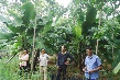 Sáng kiến phòng chống bão cho cao su